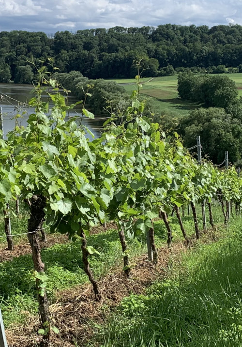 Wein - Shiga Trading